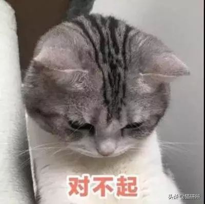 猫咪可以吃猪肉猫粮吗,养猫的你要知道猫咪不能只吃干粮