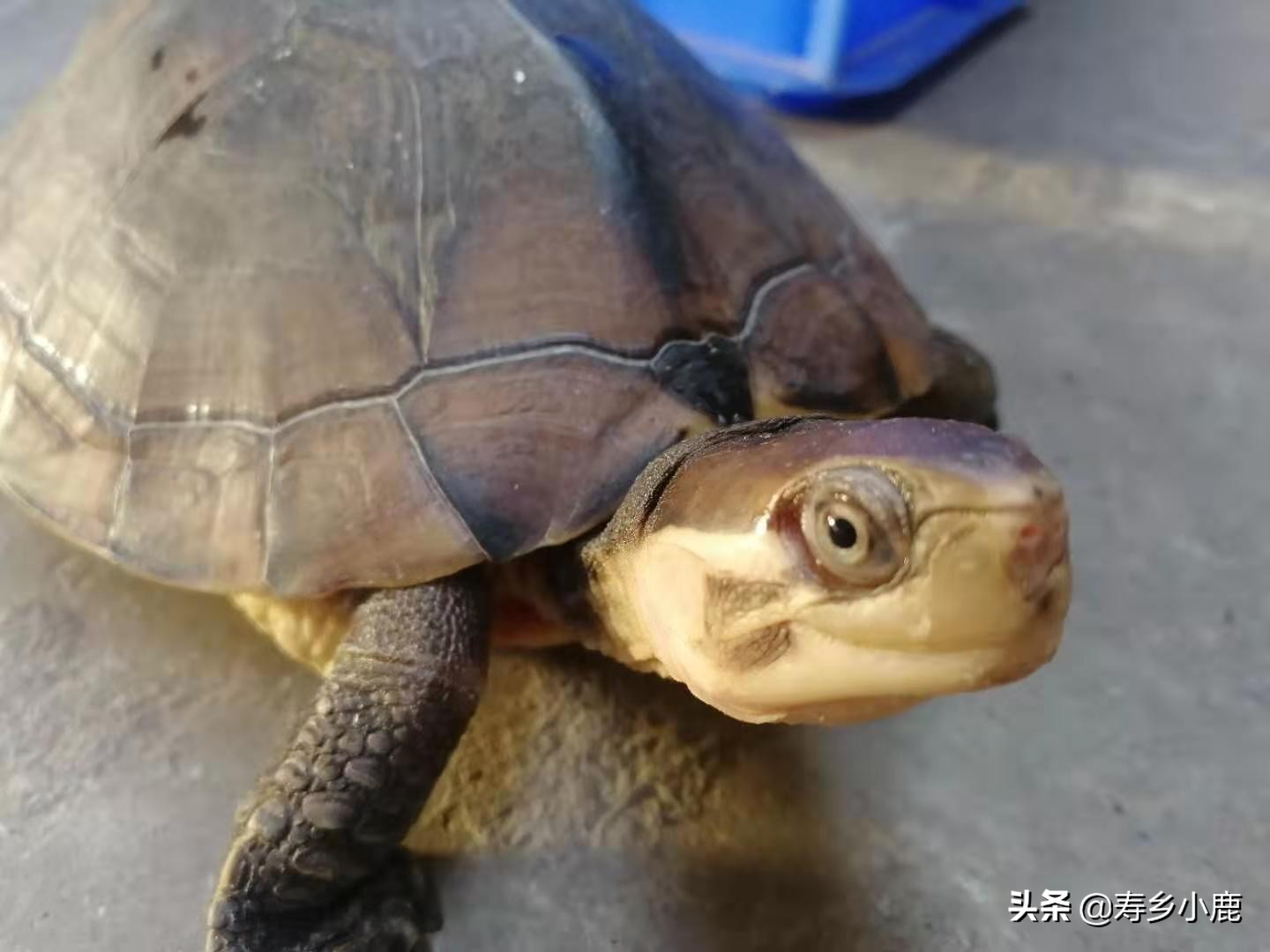 草龟是国家二级保护动物吗,捡到国家二级保护动物龟怎么处理