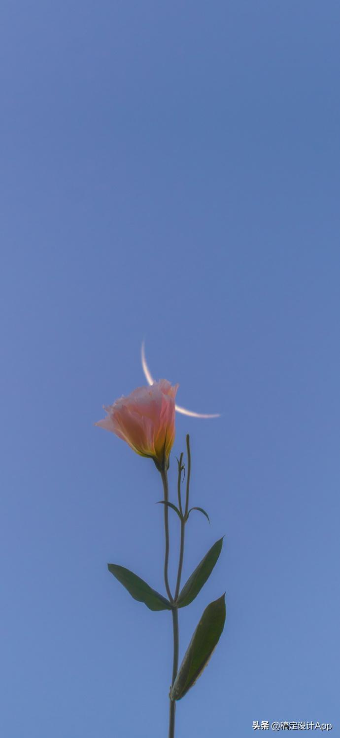 压箱底高清无水印壁纸,压箱底壁纸分享绿色护眼