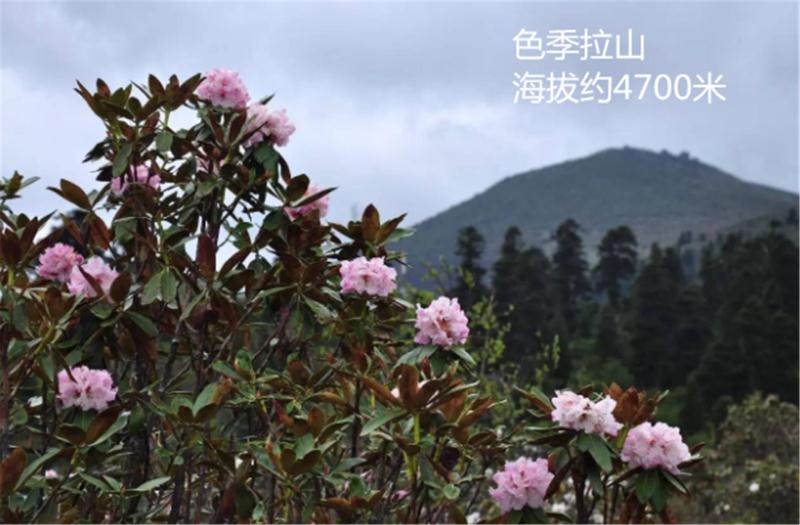 成都到拉萨海拔线路图,成都到拉萨自驾海拔图