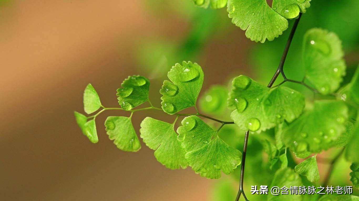 室内三种最旺家庭养植物,家居绿植哪些不适宜养