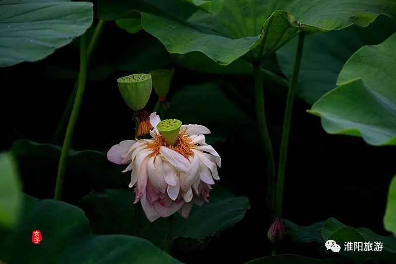 又见淮阳荷花香——唯美文章唯美荷，唯美视频唯美歌