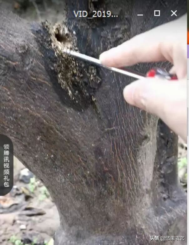 柑橘天牛防治可以管多长时间,柑橘天牛危害时间