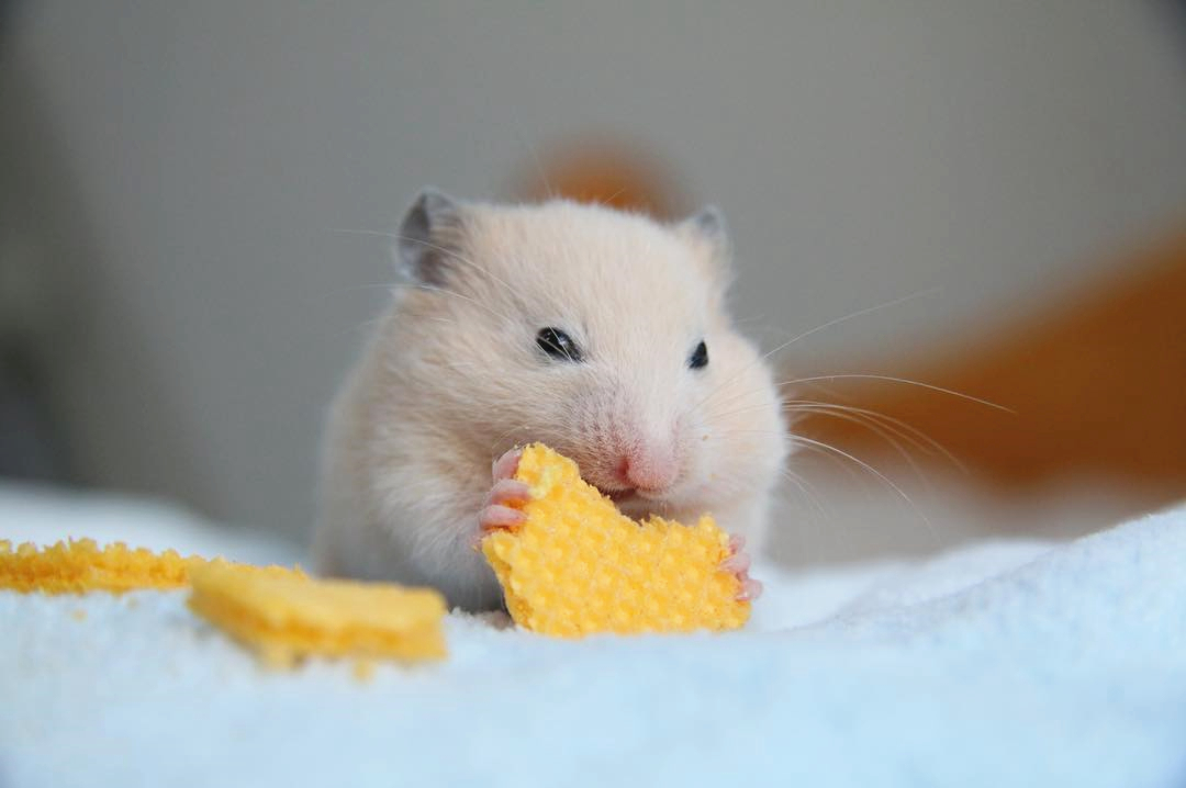 仓鼠布丁和银狐都吃些什么,仓鼠银狐怎么挑食的呢图片