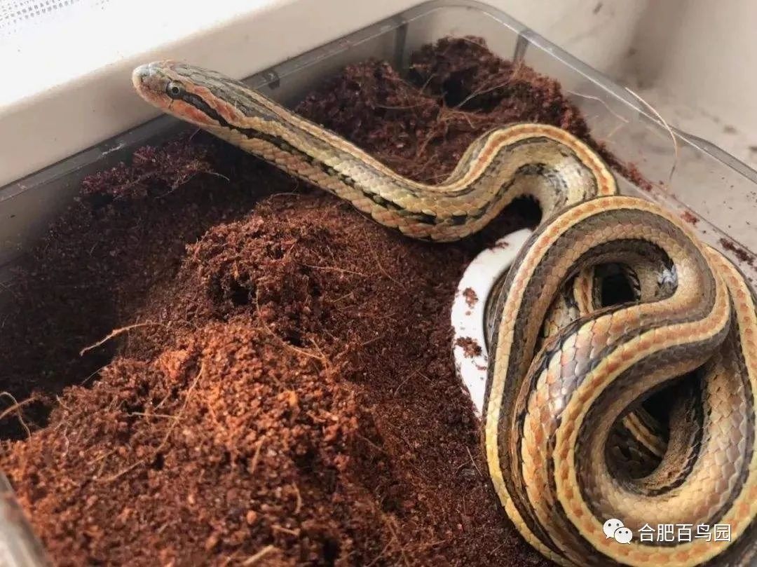 蛇类科普动物世界,各种动物蛇类科普视频