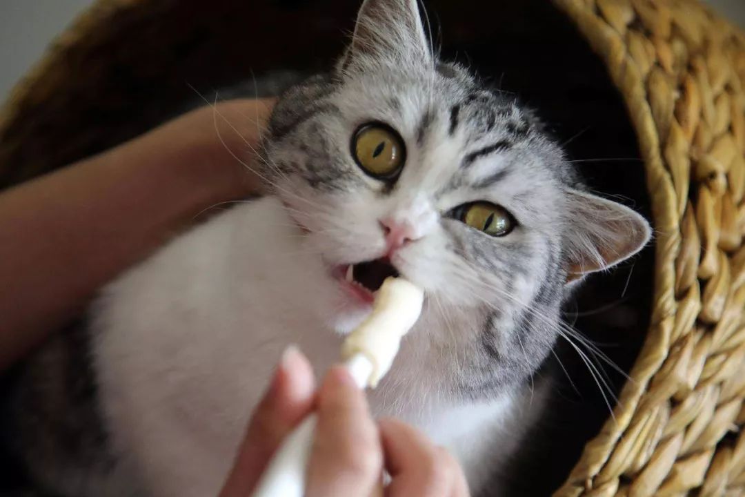 猫咪黑下巴红霉素和凡士林用多少,猫咪总是流棕色眼泪还有点黑下巴