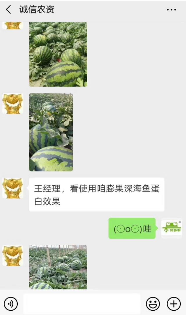 西瓜定植后出现僵苗死苗怎么办,西瓜僵苗的症状图片