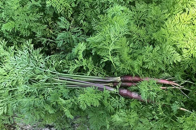 花青素甜脆萝卜,维c含量高的野果