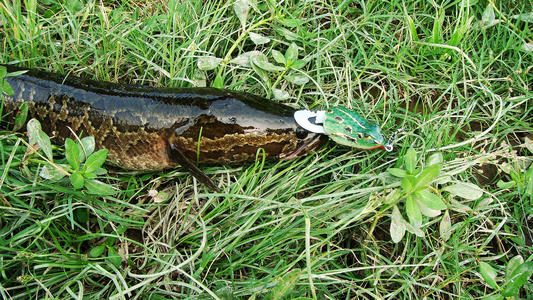 什么时间段路亚黑鱼比较好,路亚黑鱼怎么选择合适的钓点