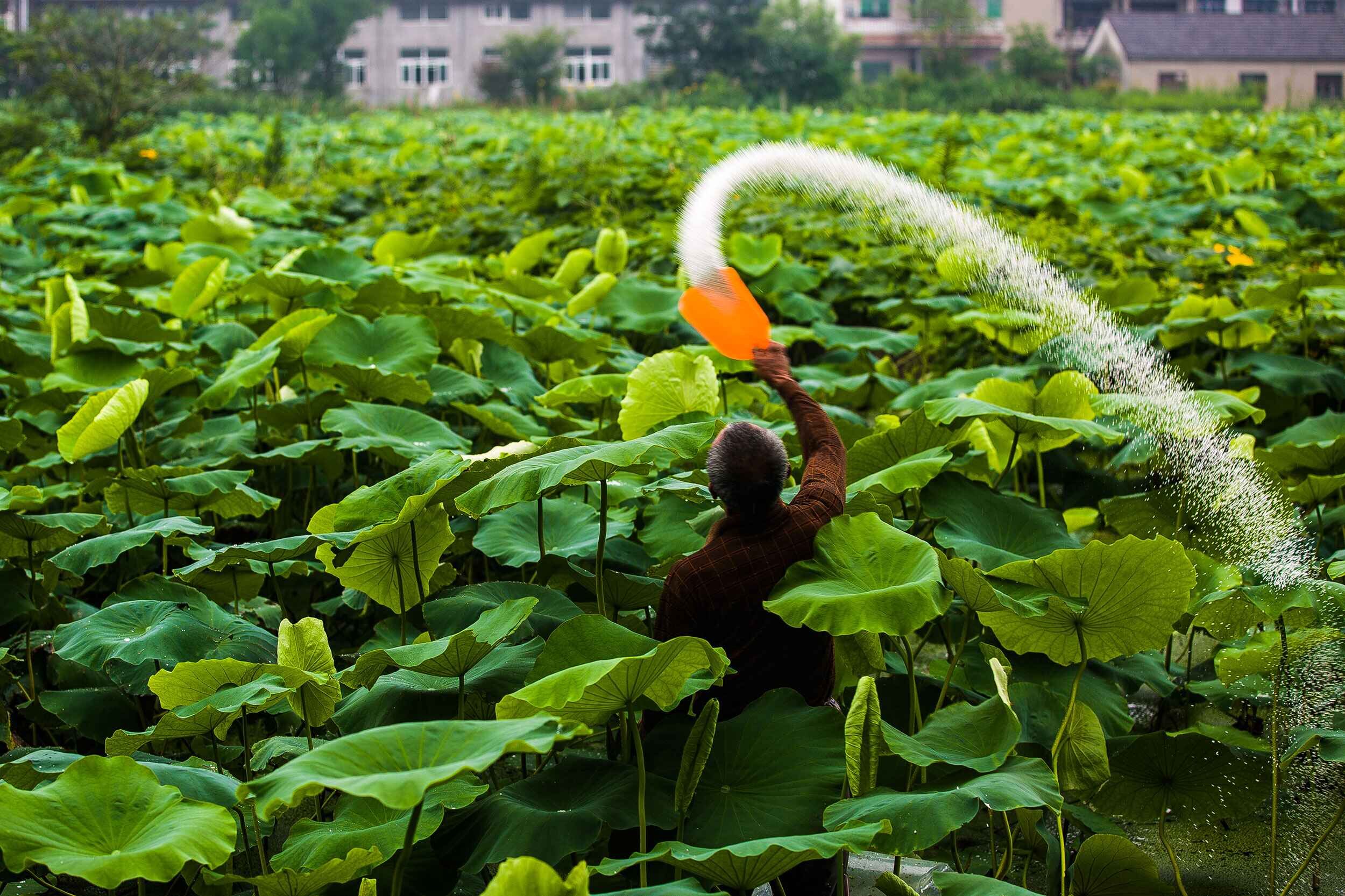 作物肥害如何处理,农作物遇到肥害药害怎么办