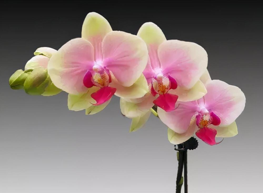 鍏拌姳绉嶇被鍥鹃壌,鐪嬭姦澶磋鲸鍏拌姳绉嶇被