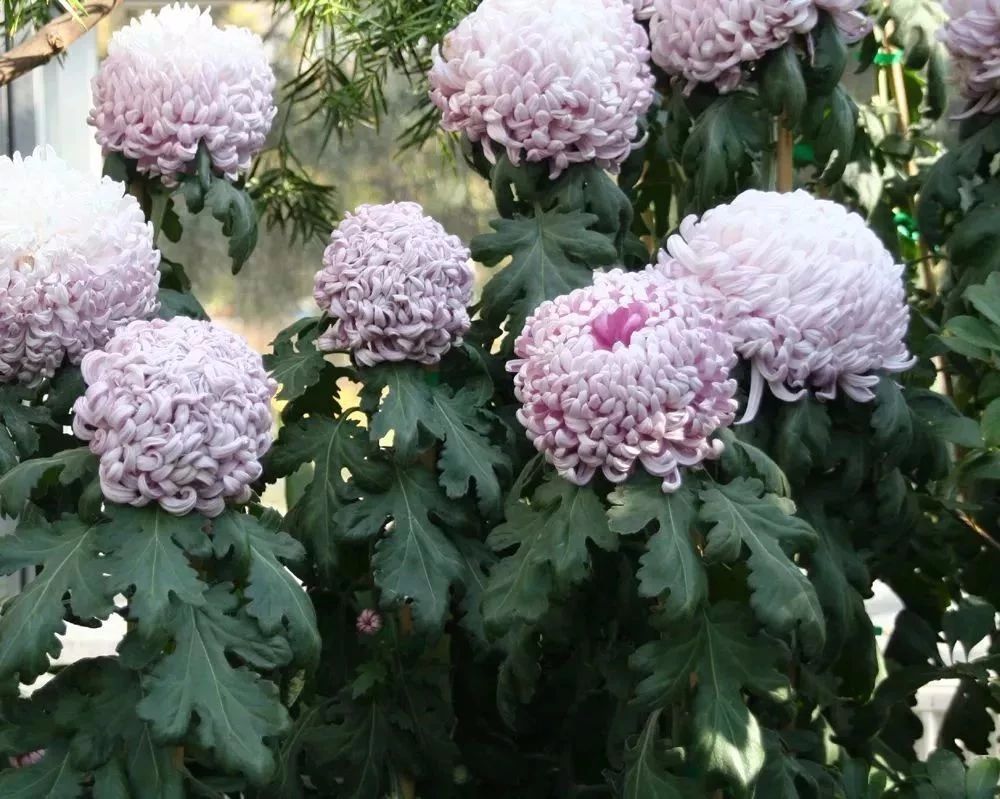 花期过后的盆栽菊花怎么养护,年后盆栽菊花开败还可以复花吗