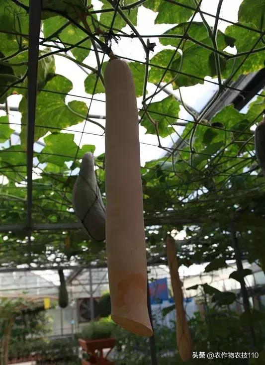 神奇砍瓜吃法视频,神奇砍瓜视频完整版