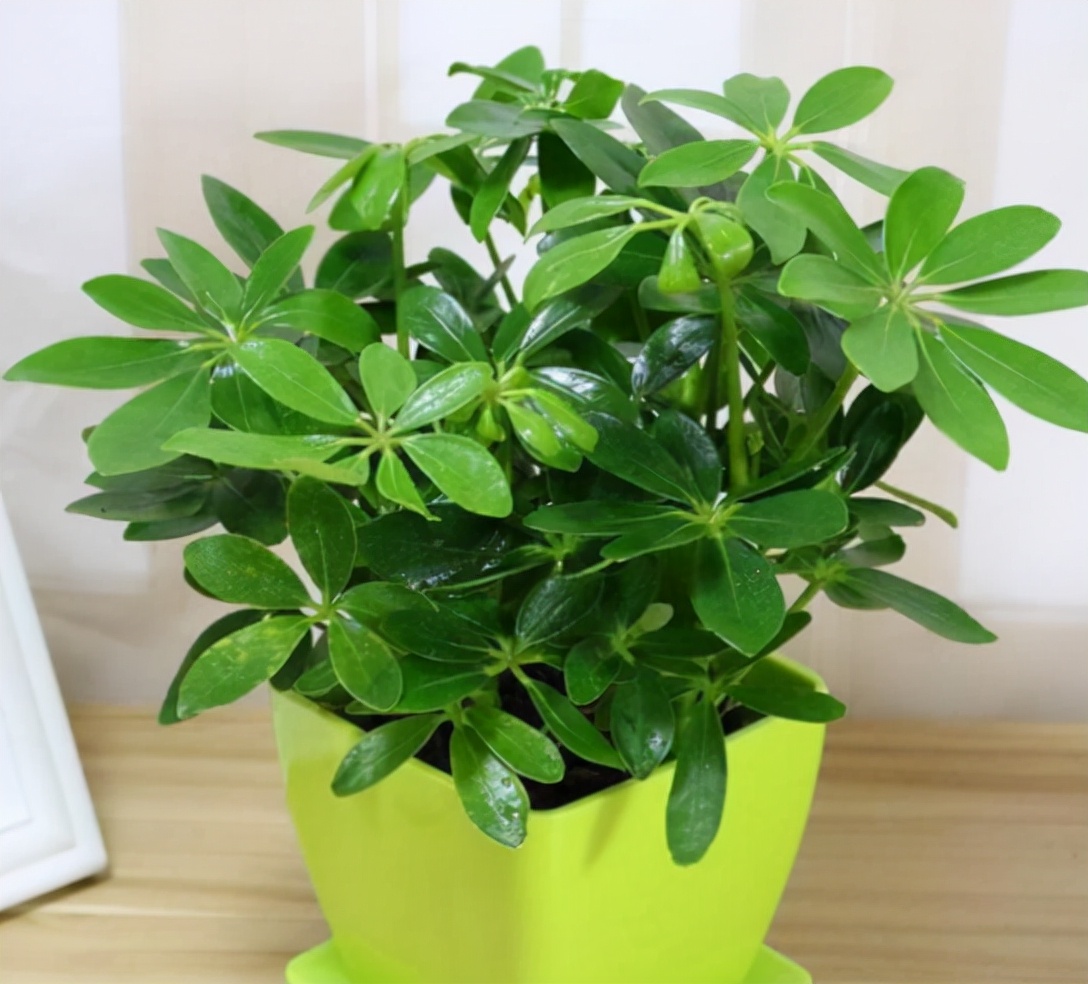 不要买的网红植物,最近踩坑的一些网红植物