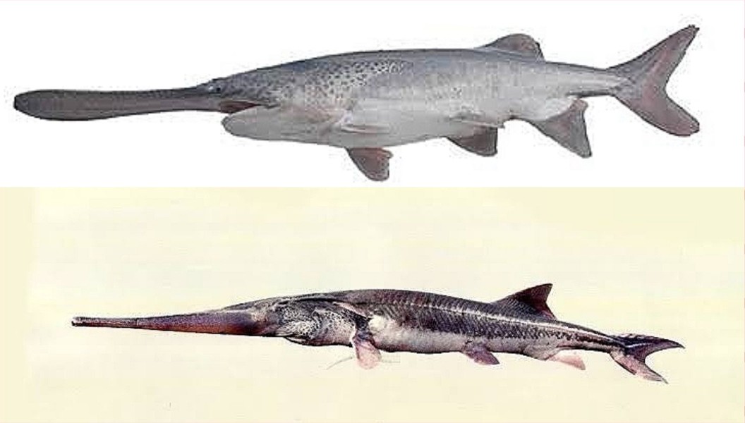 白鲟已经灭绝，中华鲟和长江鲟还好吗？