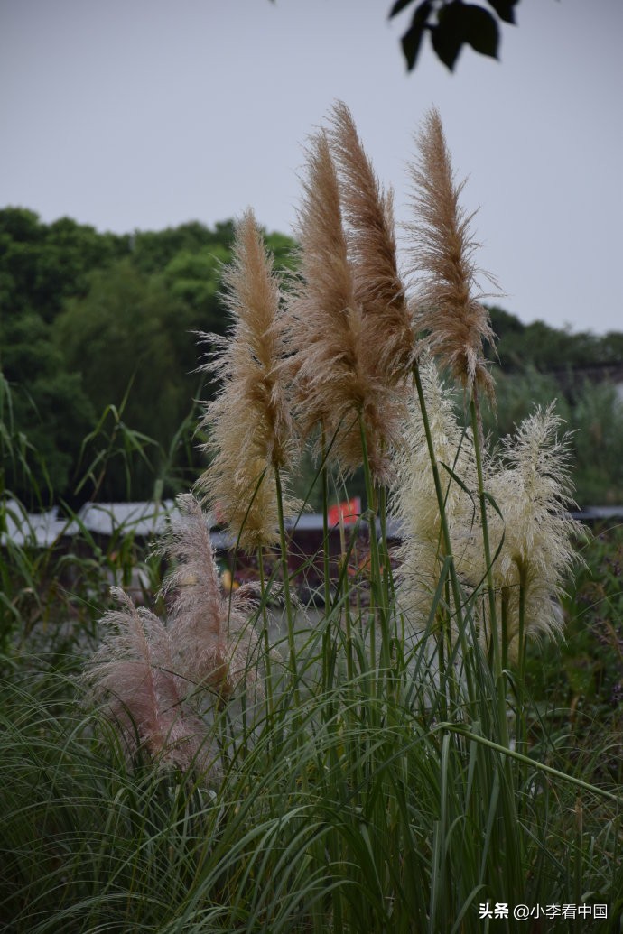 江苏常熟沙家浜现状,江苏常熟沙家浜景区演出