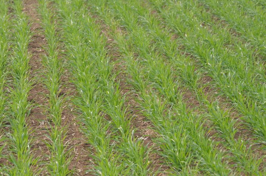 小麦播种过多怎么处理,小麦长势差还需要控旺吗