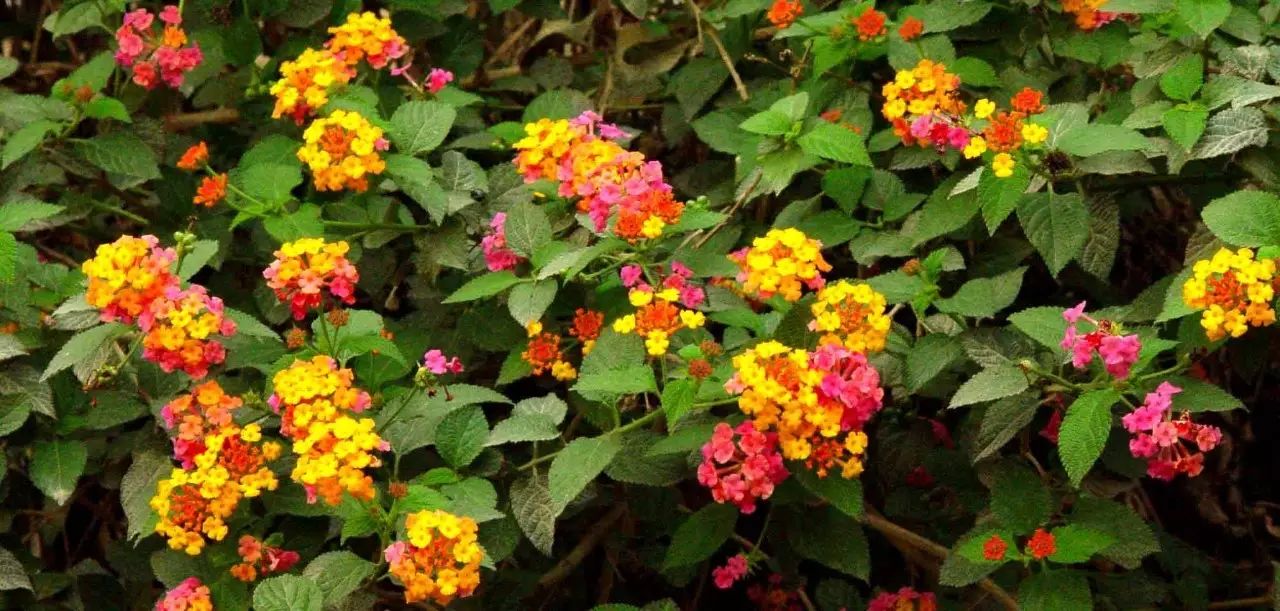 懒人花园植物,懒人花草100种