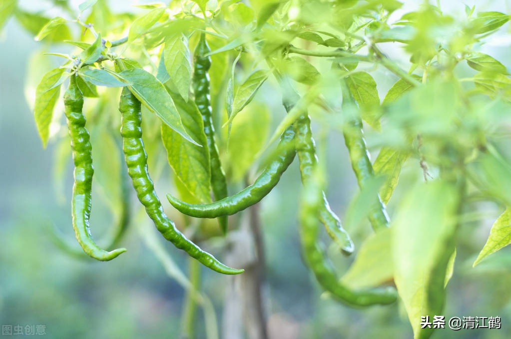 辣椒水喝了有好处吗,辣椒吃多了喝苏打水