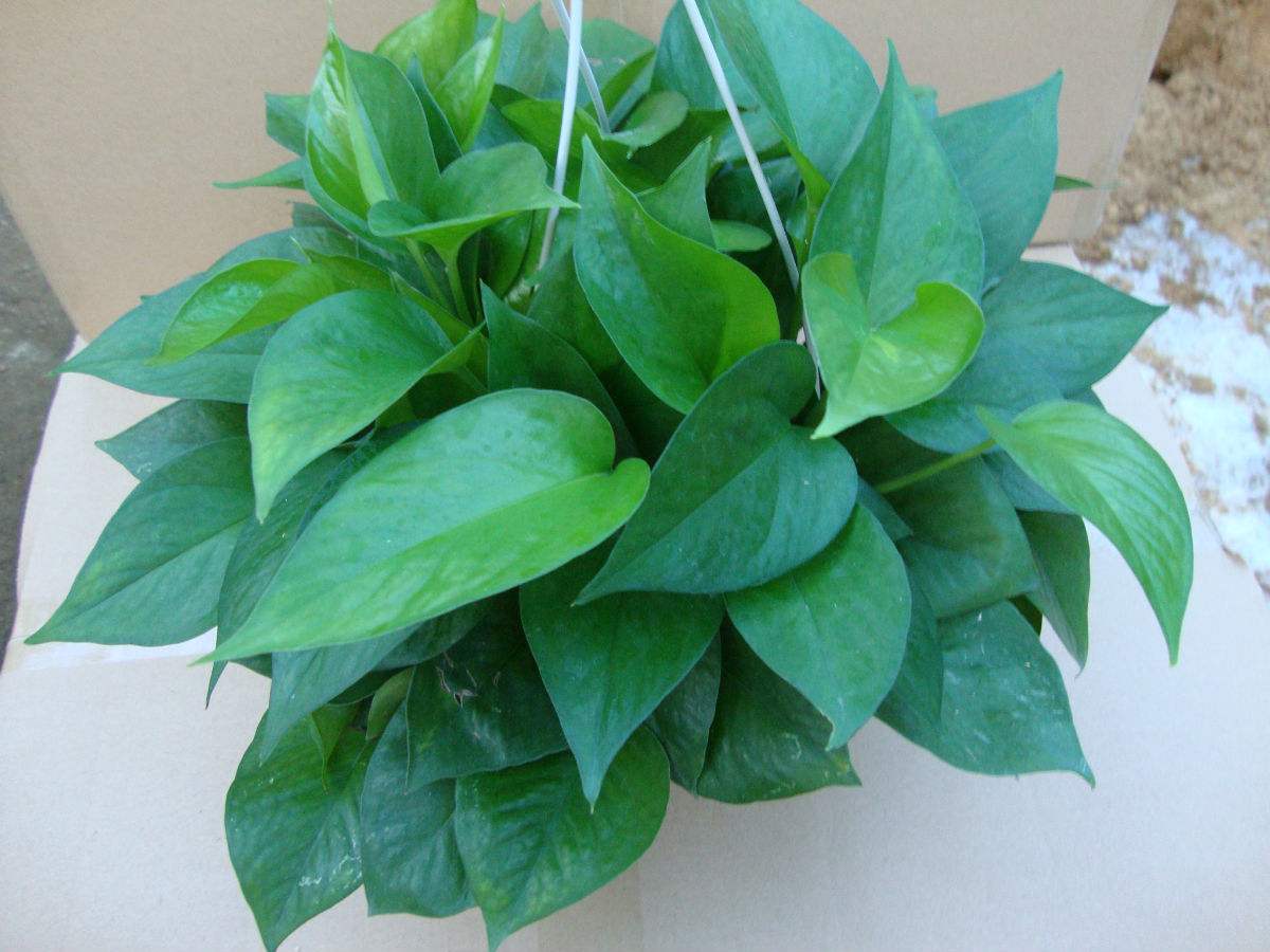 绿萝冬天浇水正确方法,绿萝冻伤怎么办