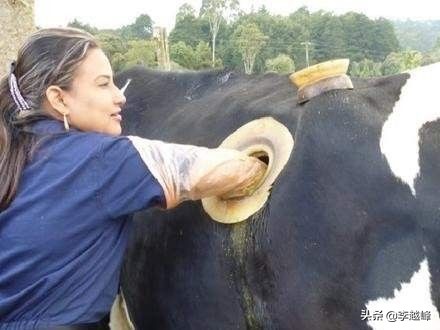 美国养牛为什么要在牛身上挖洞,美国人养牛在牛身上开洞是真的吗