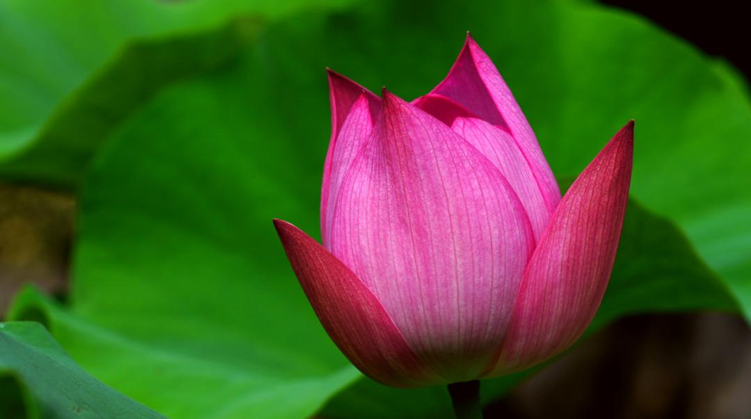 10句描写荷花的经典古诗词,描写荷花的古诗句20首