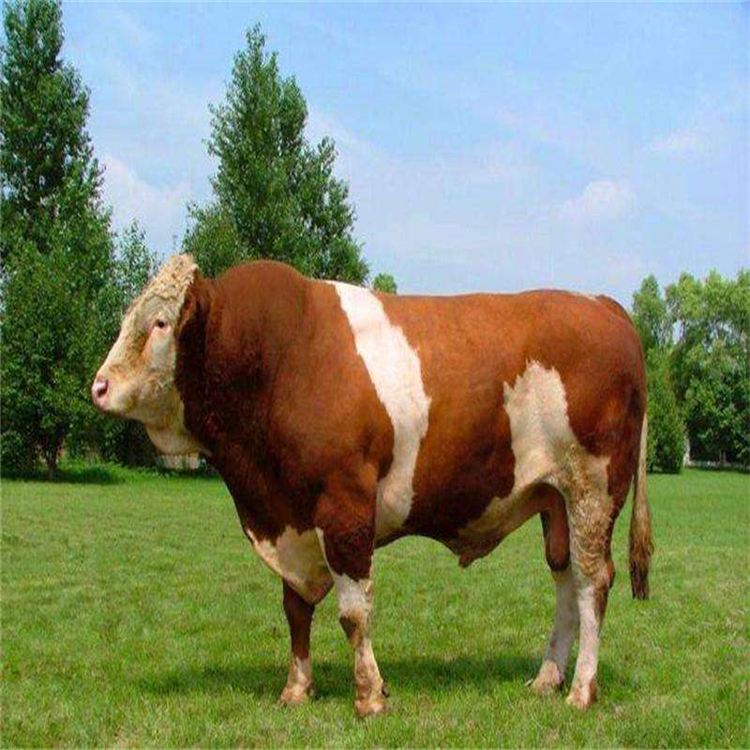 肉牛母牛的饲养技术,养殖肉牛母牛产仔知识