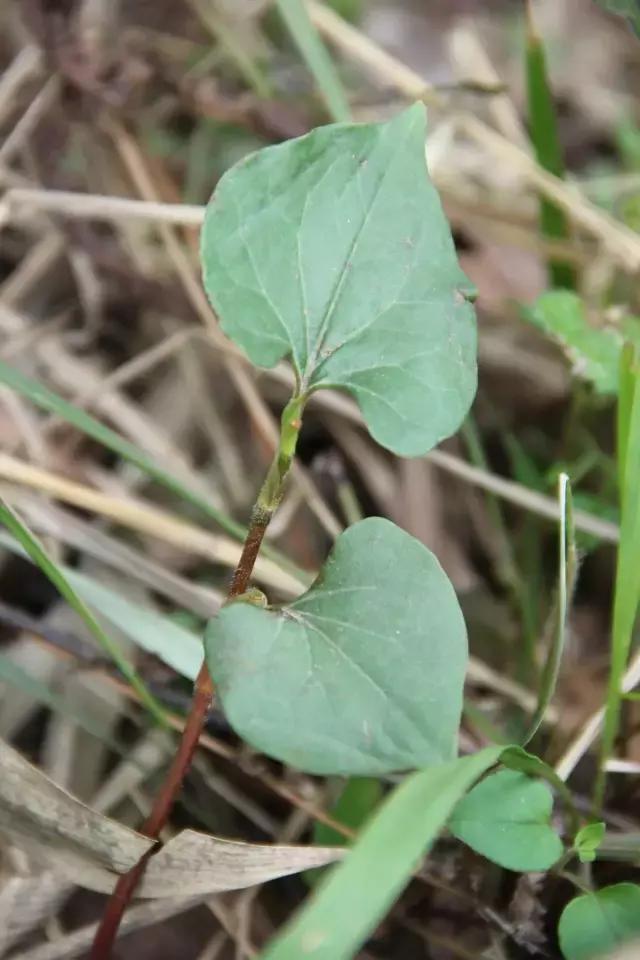 贵州美食折耳根味道,贵州折耳根麻辣味好吃还是烤肉味