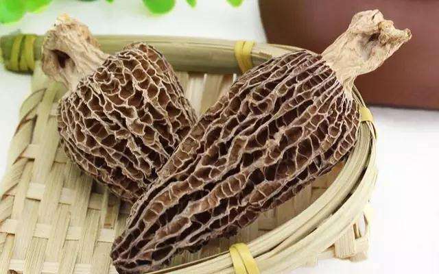 人工羊肚菌种植技术,怎么区分野生和人工种植羊肚菌