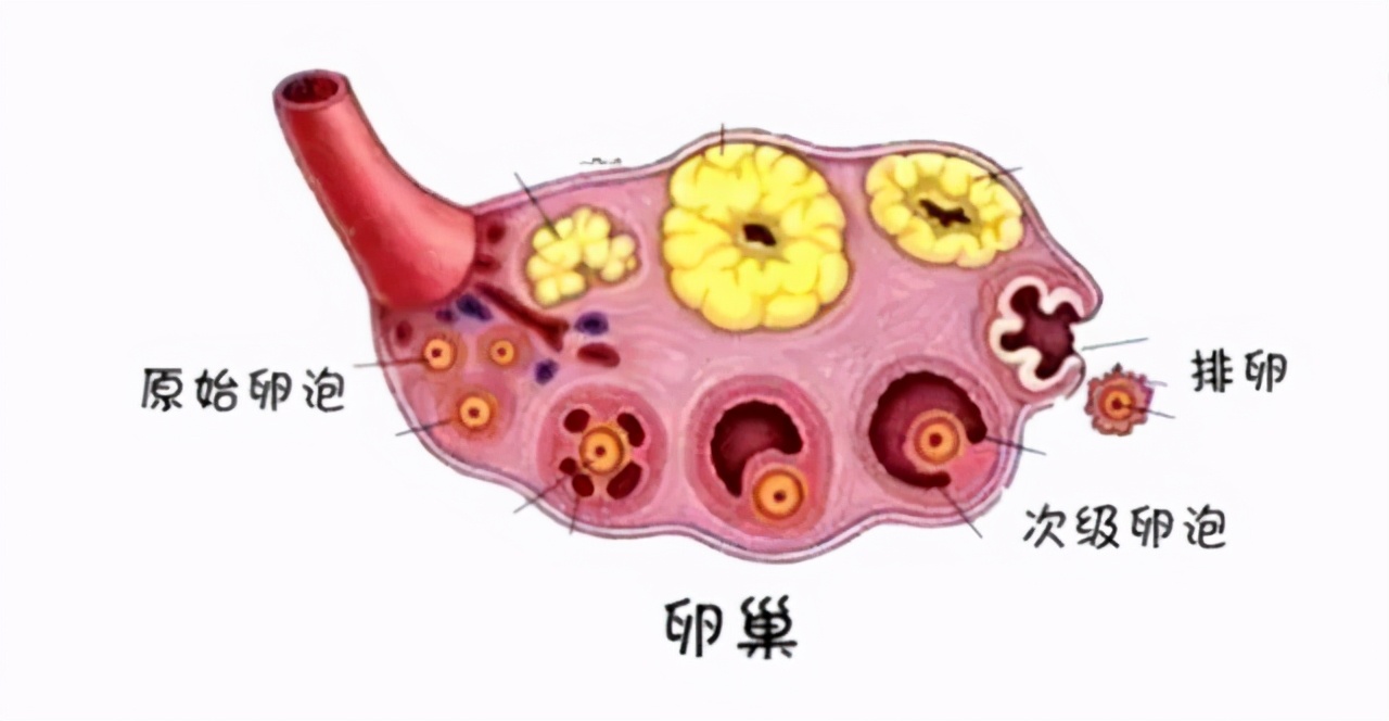 男人一生只能射精6000次？女人只能排400个卵子？看完长见识了