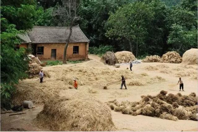 我们曾经放过的麦假