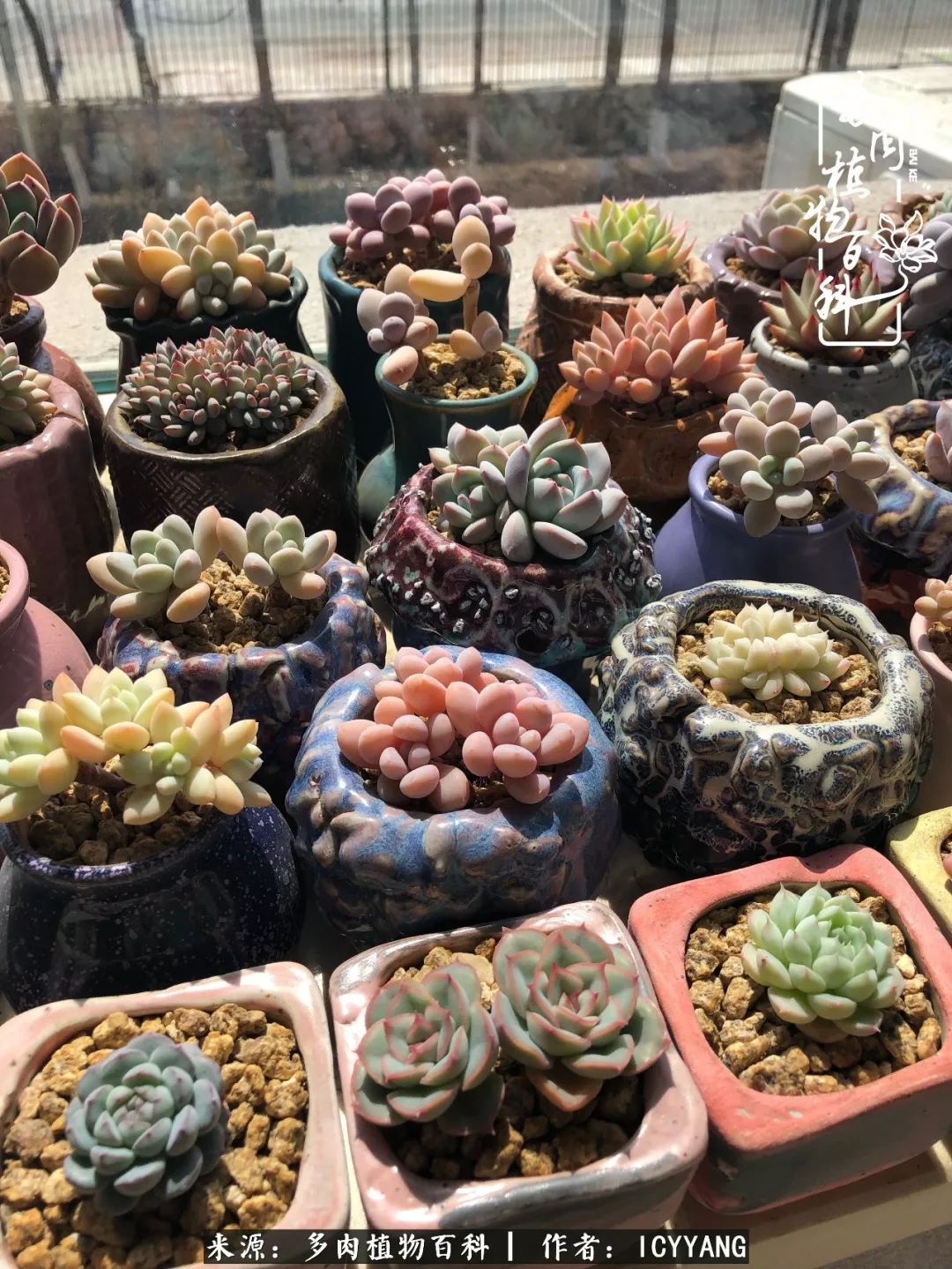 室内阳台多肉的养护方法,景天多肉养护