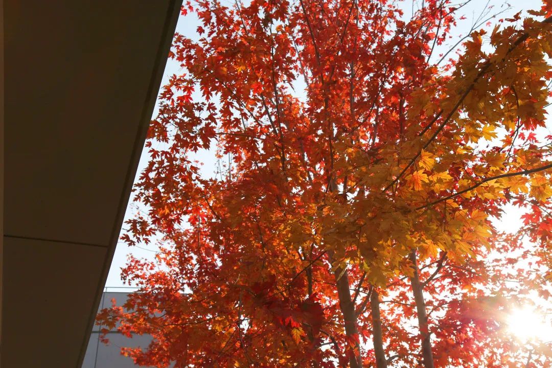 上海最美秋景,上海哪些公园可以拍秋景