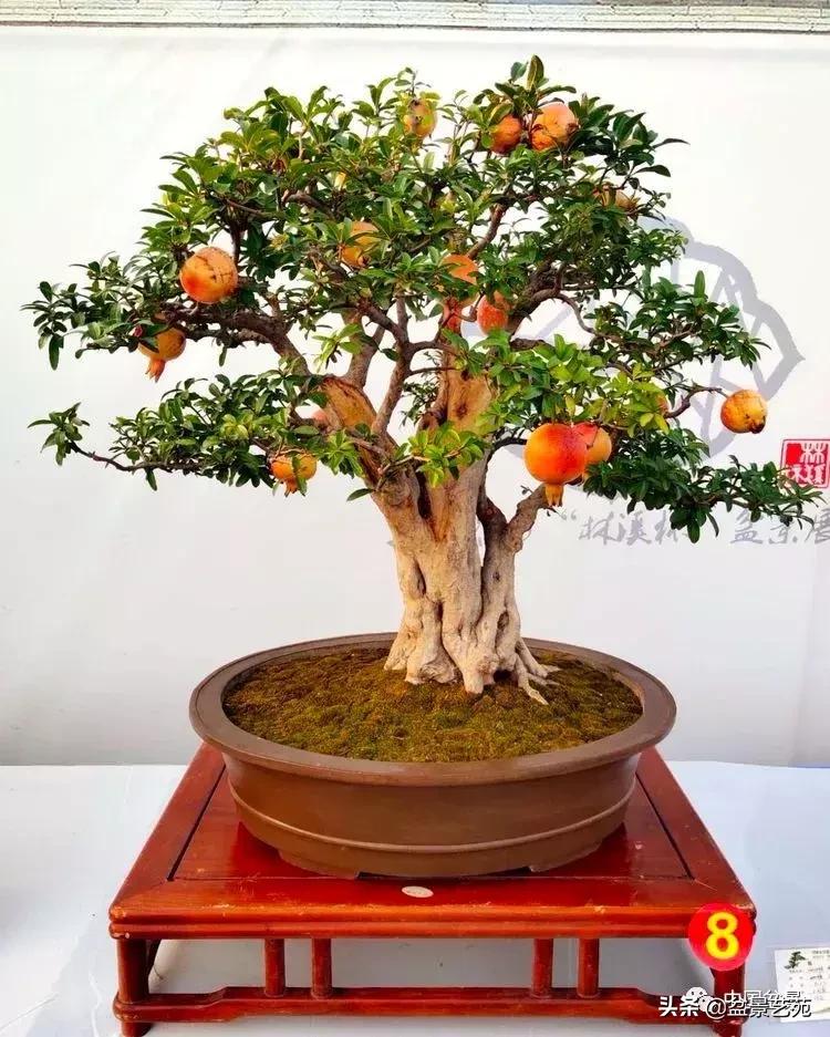 推荐36种好养的盆景植物,茶桌上养什么盆景植物