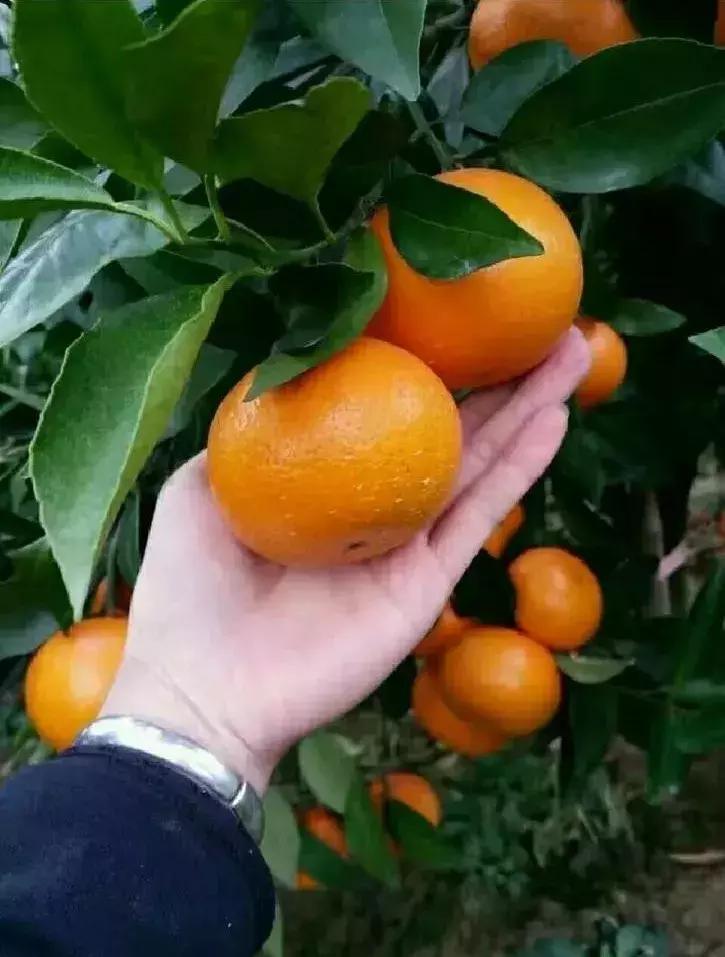 贡柑柑橘,柑橘沃柑和脐橙的区别