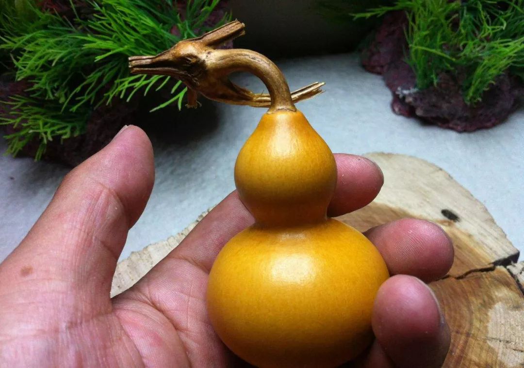 葫芦龙头断了怎么修剪,葫芦龙头怎么去掉