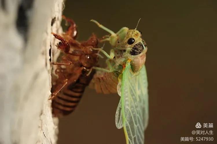 金蝉什么时间退壳,金蝉怎么延迟脱壳