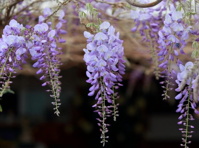 紫藤花盆栽阳台如何种植,紫藤花树什么时候种植好呢