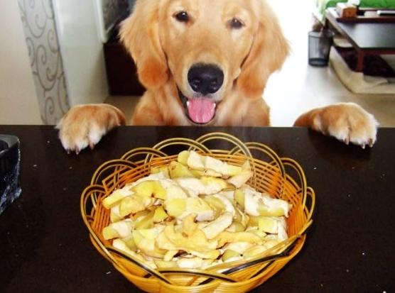 20种狗不能吃的食物,几种食物狗狗不能吃