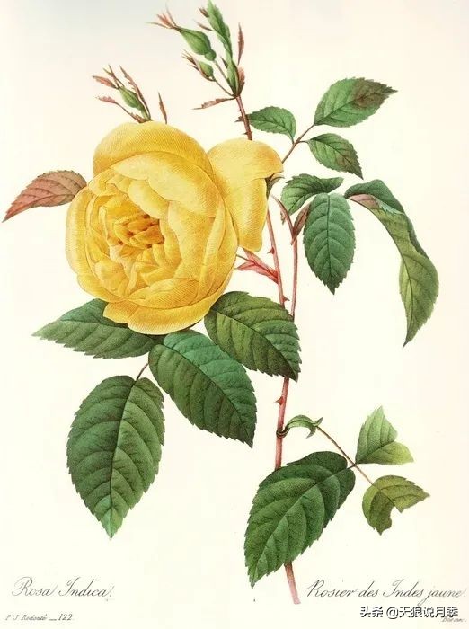 怦然心动的万人迷月季，原来从它而来（二）