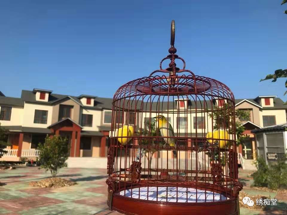 怎么分辨绣眼公母,绣眼一个月怎么判断公母