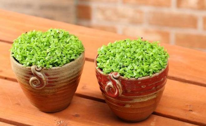 吃完的水果籽不要扔，自己栽种不到1年红花开满枝，2年结果就能吃