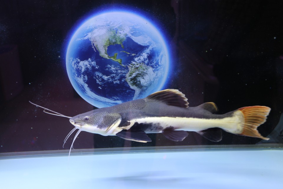 新都木兰花卉批发市场买金鱼,木兰县卖观赏鱼