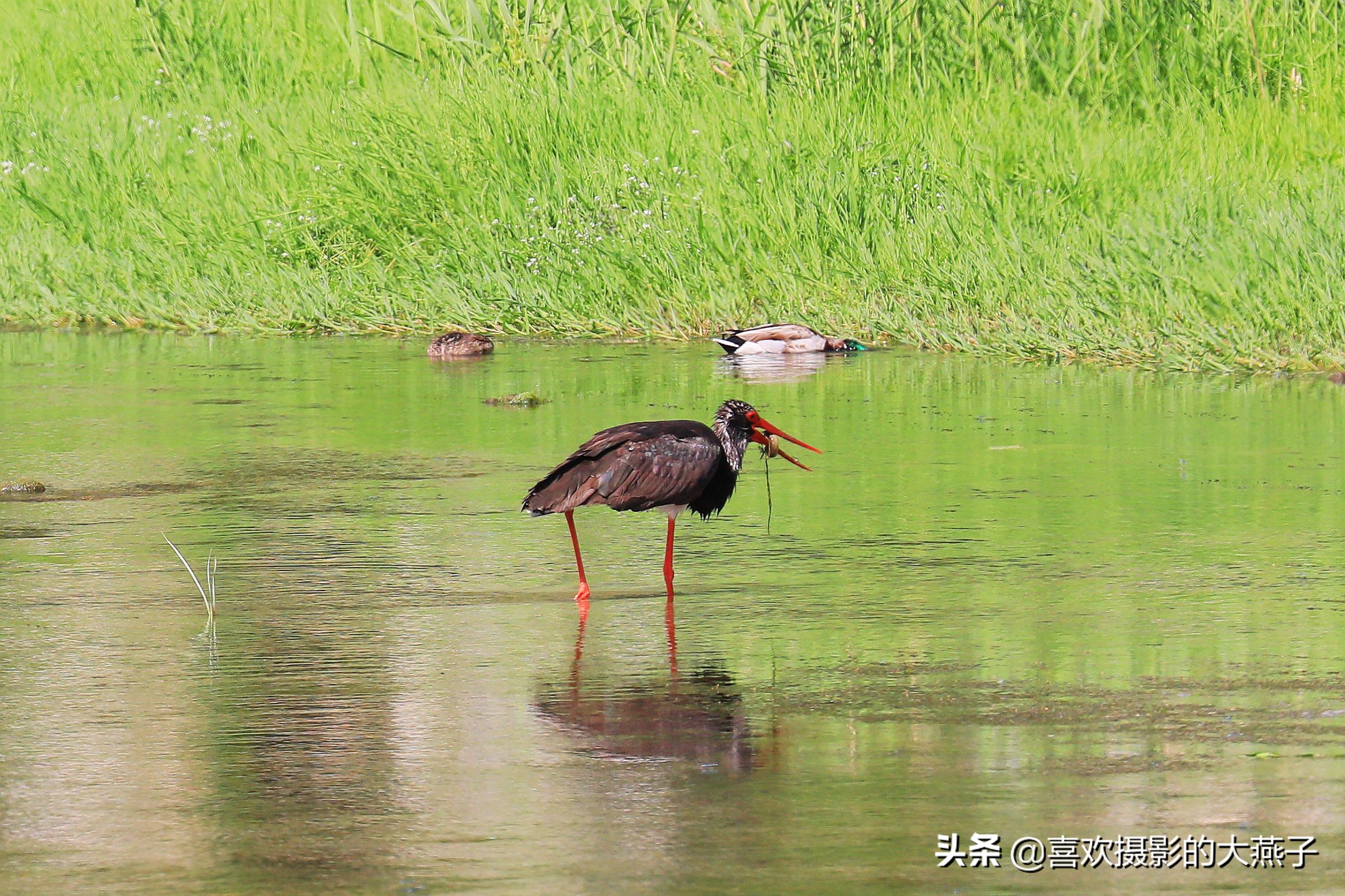 慕名前往十渡黑鹳之乡小有收获