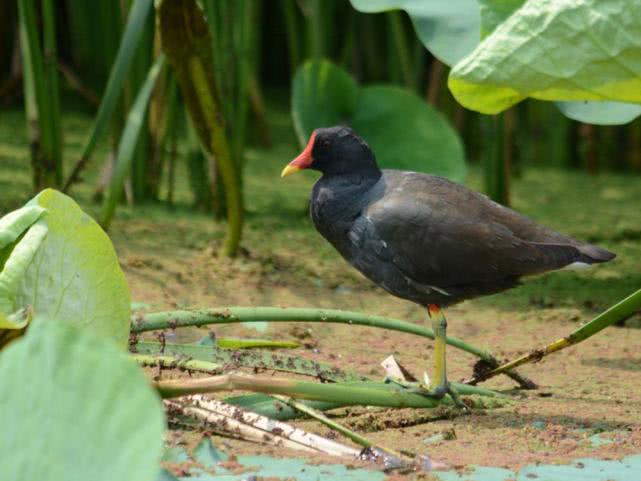 市场缺斤少两被揭穿,市场供不应求