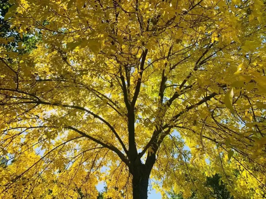 创森进行时丨立冬后，我把丰台的秋，收进了相册里