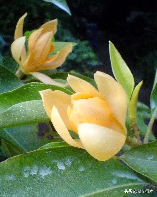 黄桷兰的养殖方法技巧,养黄桷兰的正确方法