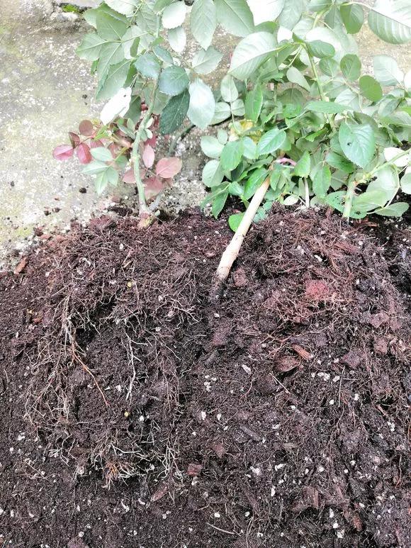 盆栽黄叶烂根什么原因,黄叶烂根怎么补救