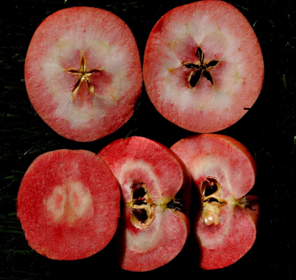 这11种盆景树在我国特别流行,国外盆景树种