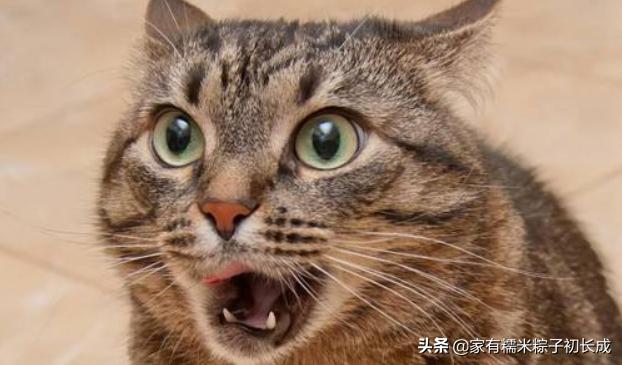 猫咪呕吐如何判断是猫粮有问题,猫咪呕吐如何确定是猫粮问题